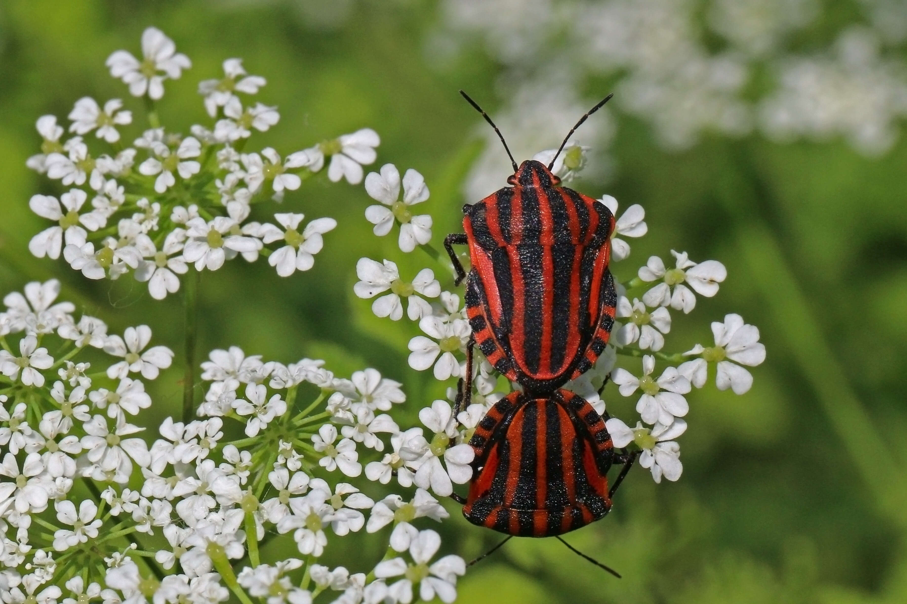 Image of <i>Graphosoma italicum</i>