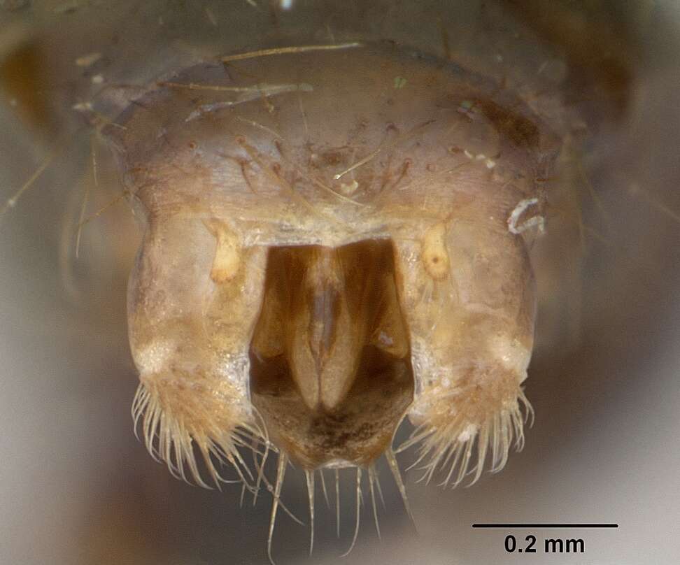 Solenopsis geminata (Fabricius 1804) resmi