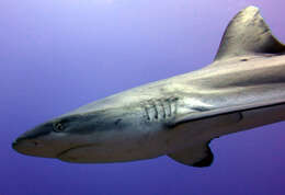 Image of Gray Reef Shark