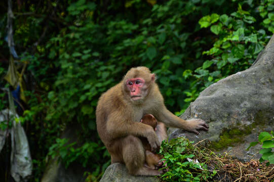 Image of Rhesus Monkey