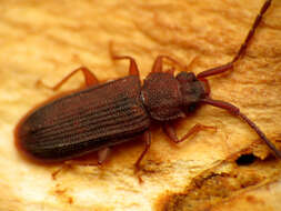 Image of silvanid flat bark beetles