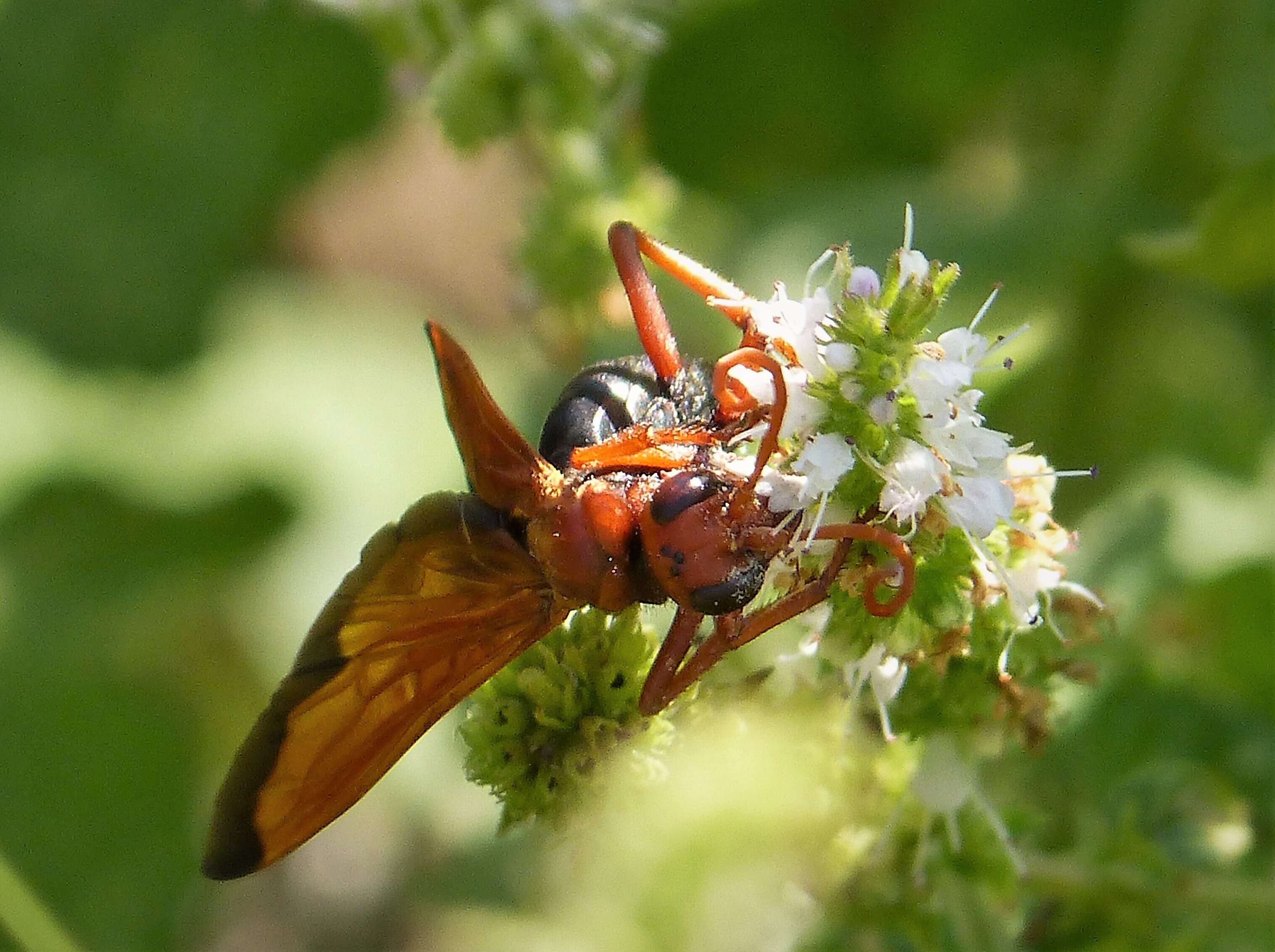 صورة Cryptocheilus discolor (Fabricius 1793)