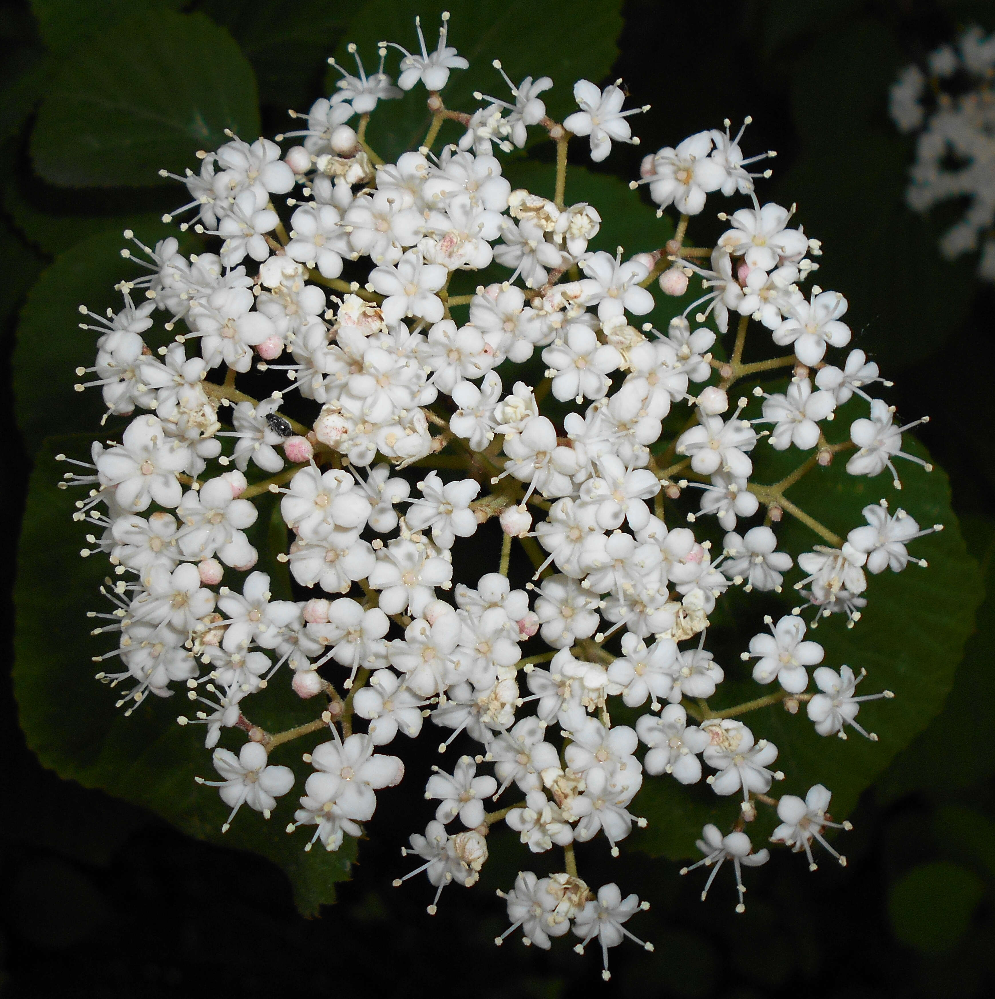 Image de Viburnum betulifolium Batalin