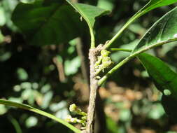 Image of Agrostistachys indica Dalzell