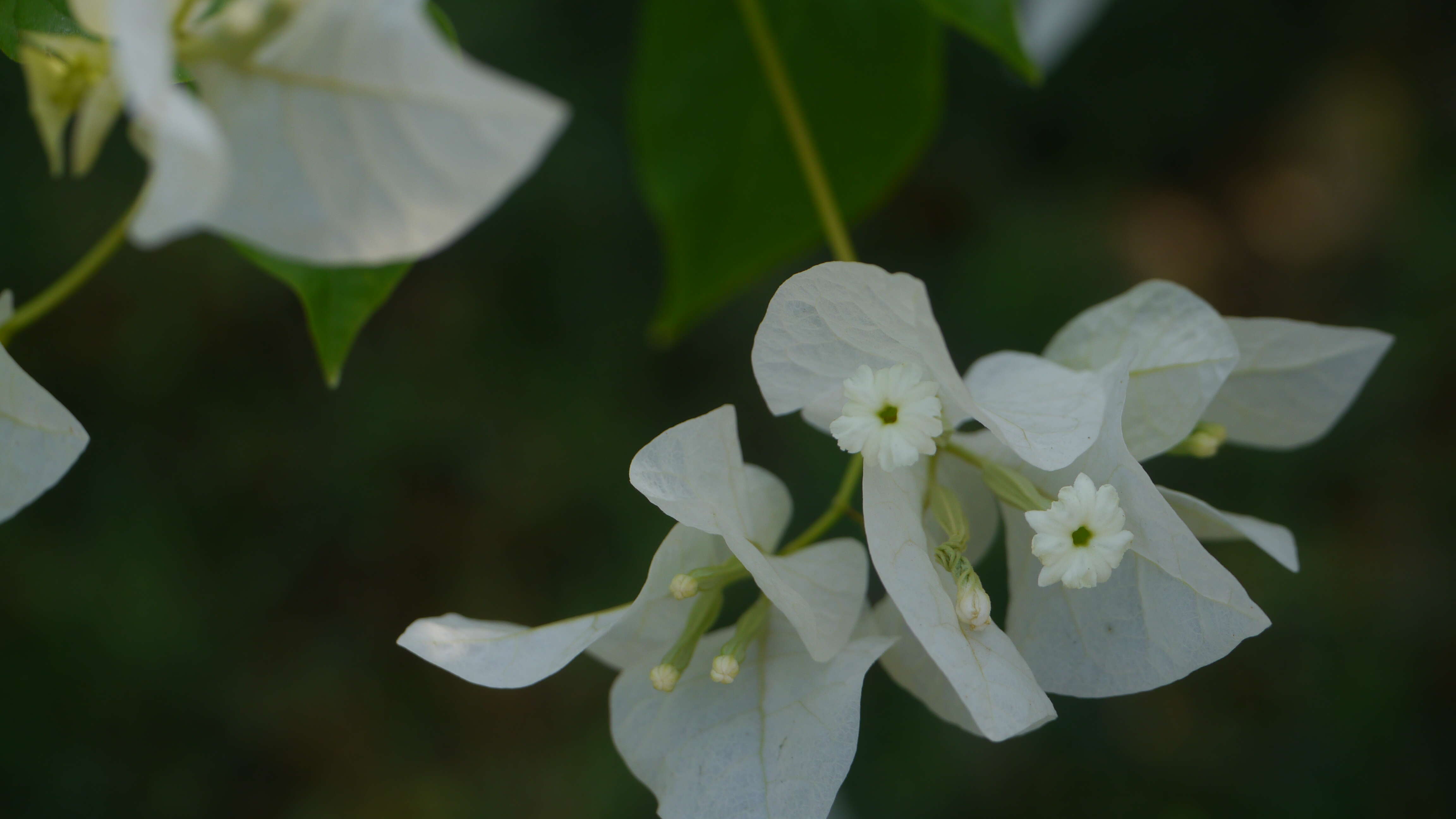 Слика од Bougainvillea glabra Choisy