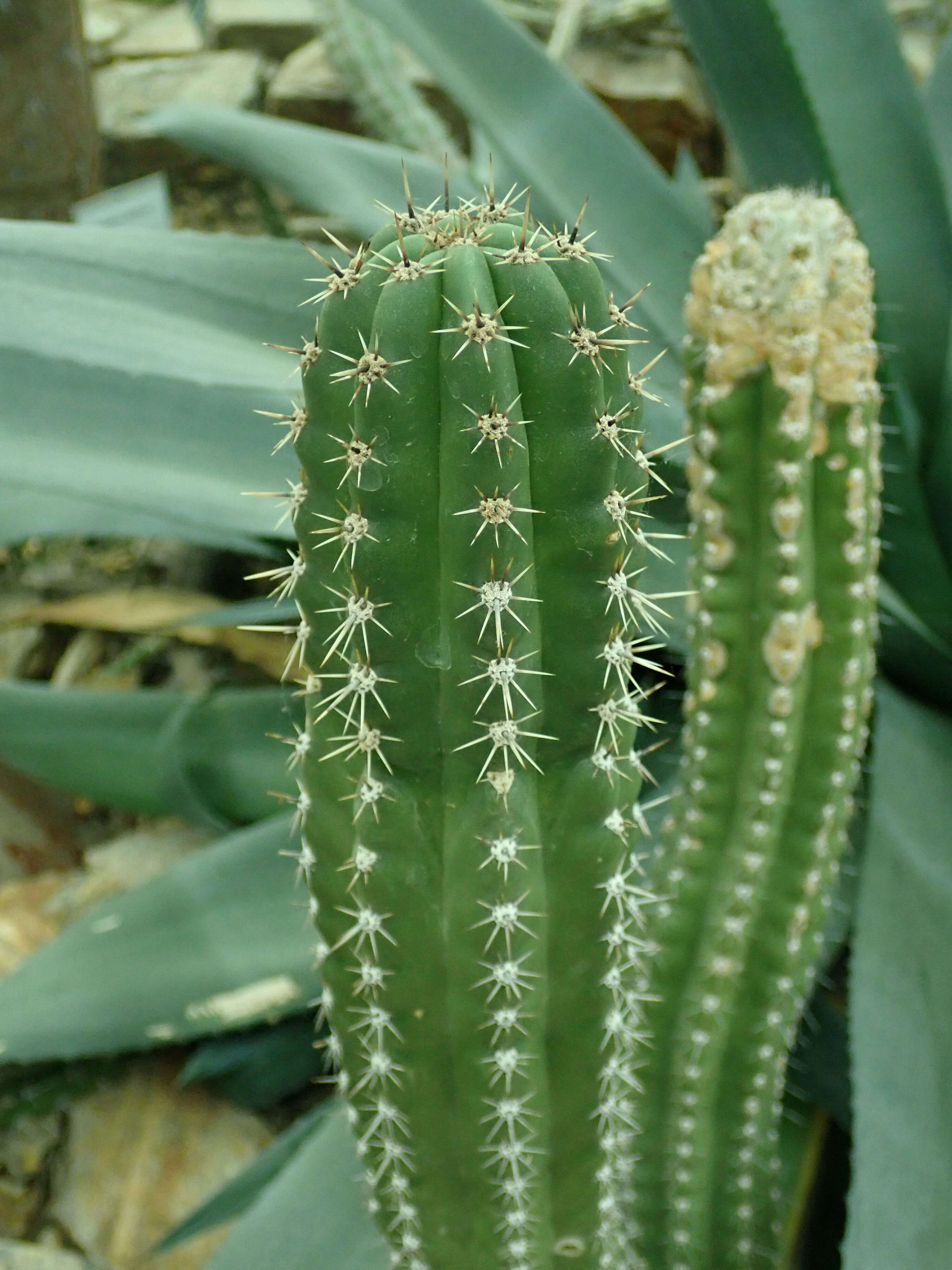 Image of Stenocereus stellatus (Pfeiff.) Riccob.