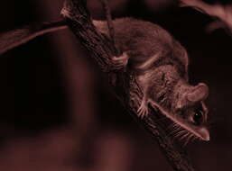 Image of Red-tailed Phascogale