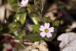 Imagem de Phlox gracilis (Douglas ex Hook.) Greene