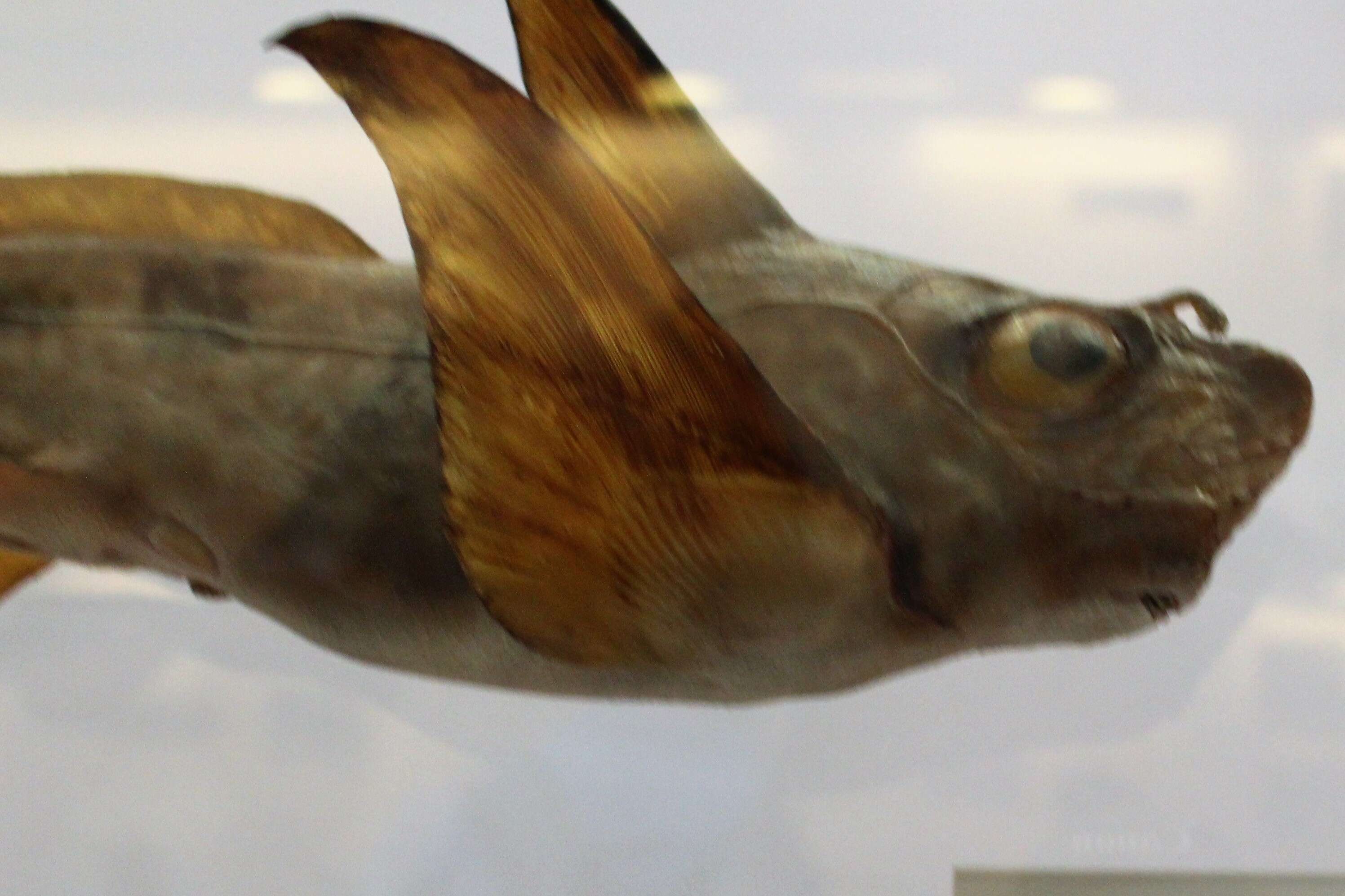 Imagem de Chimaera monstrosa Linnaeus 1758