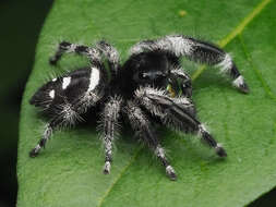 صورة Phidippus regius C. L. Koch 1846