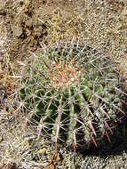 Image of Ferocactus latispinus (Haw.) Britton & Rose