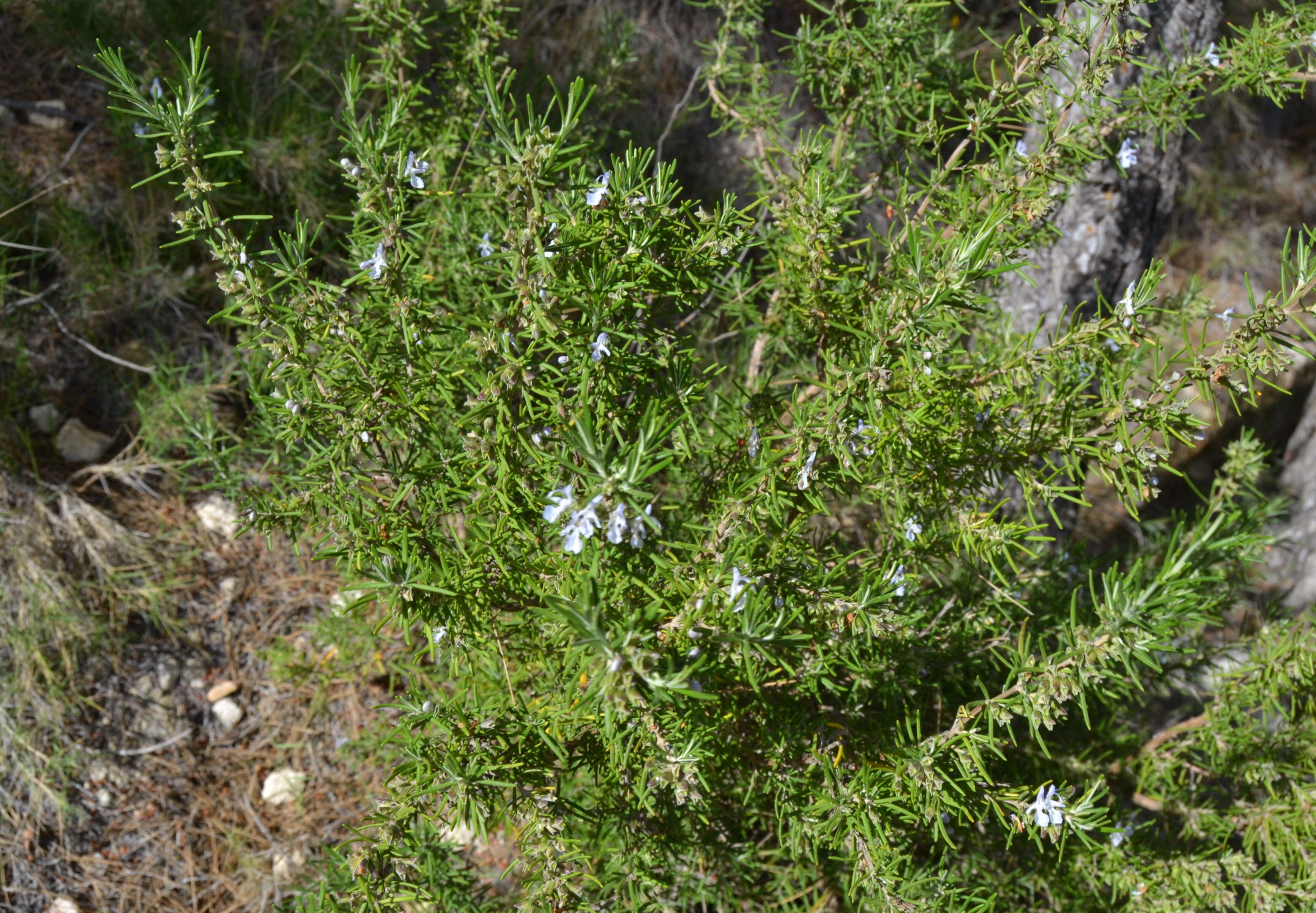 Image of Rosemary