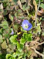 Image of birdeye speedwell