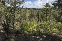 Image of Colorado Pinyon