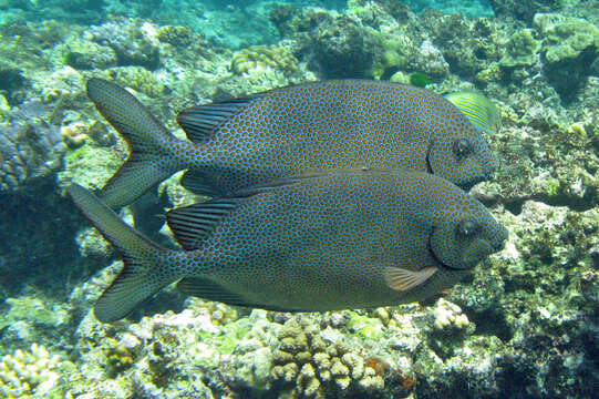 Image of Gold-spotted rabbitfish