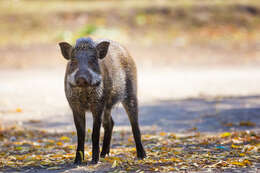 Sus scrofa vittatus Boie 1828 resmi