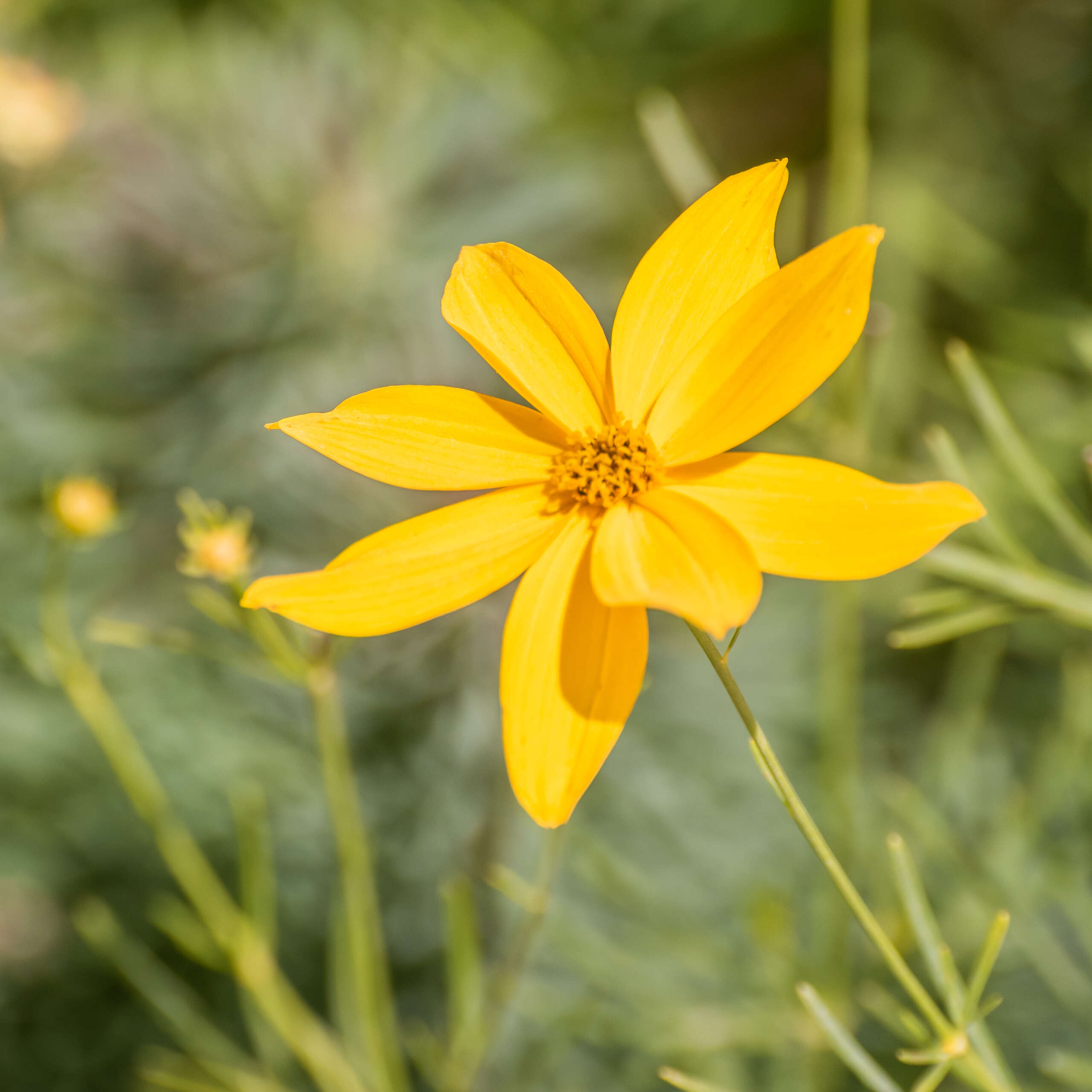 Image of whorled tickseed