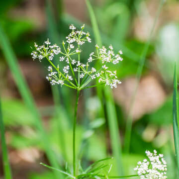 Image de Conopodium