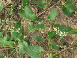 Plancia ëd Fallopia convolvulus (L.) A. Löve