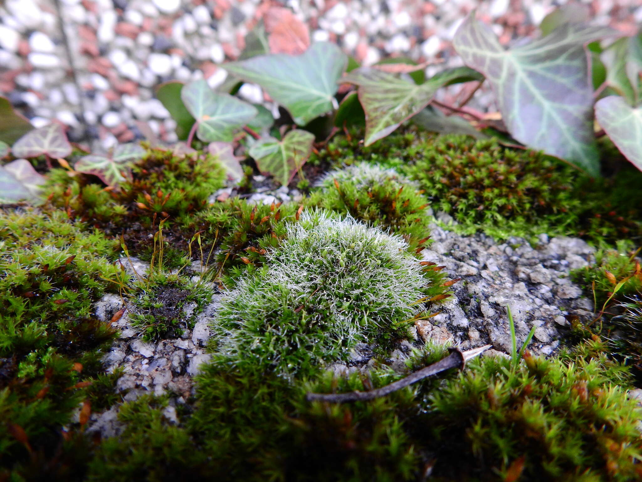 Image of pulvinate dry rock moss