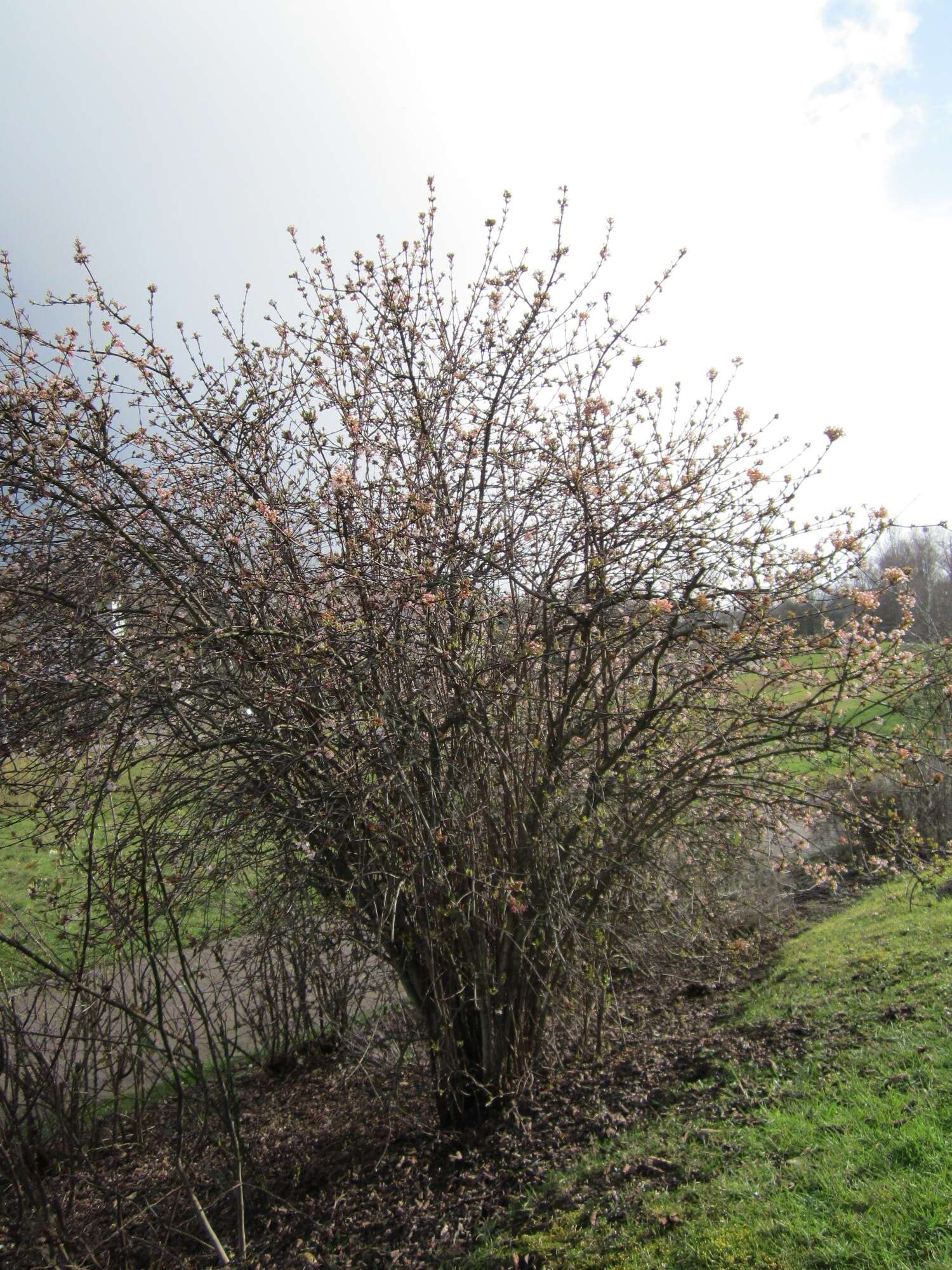 Sivun Viburnum × bodnantense kuva