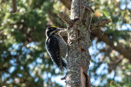 Image of American Three-toed Woodpecker