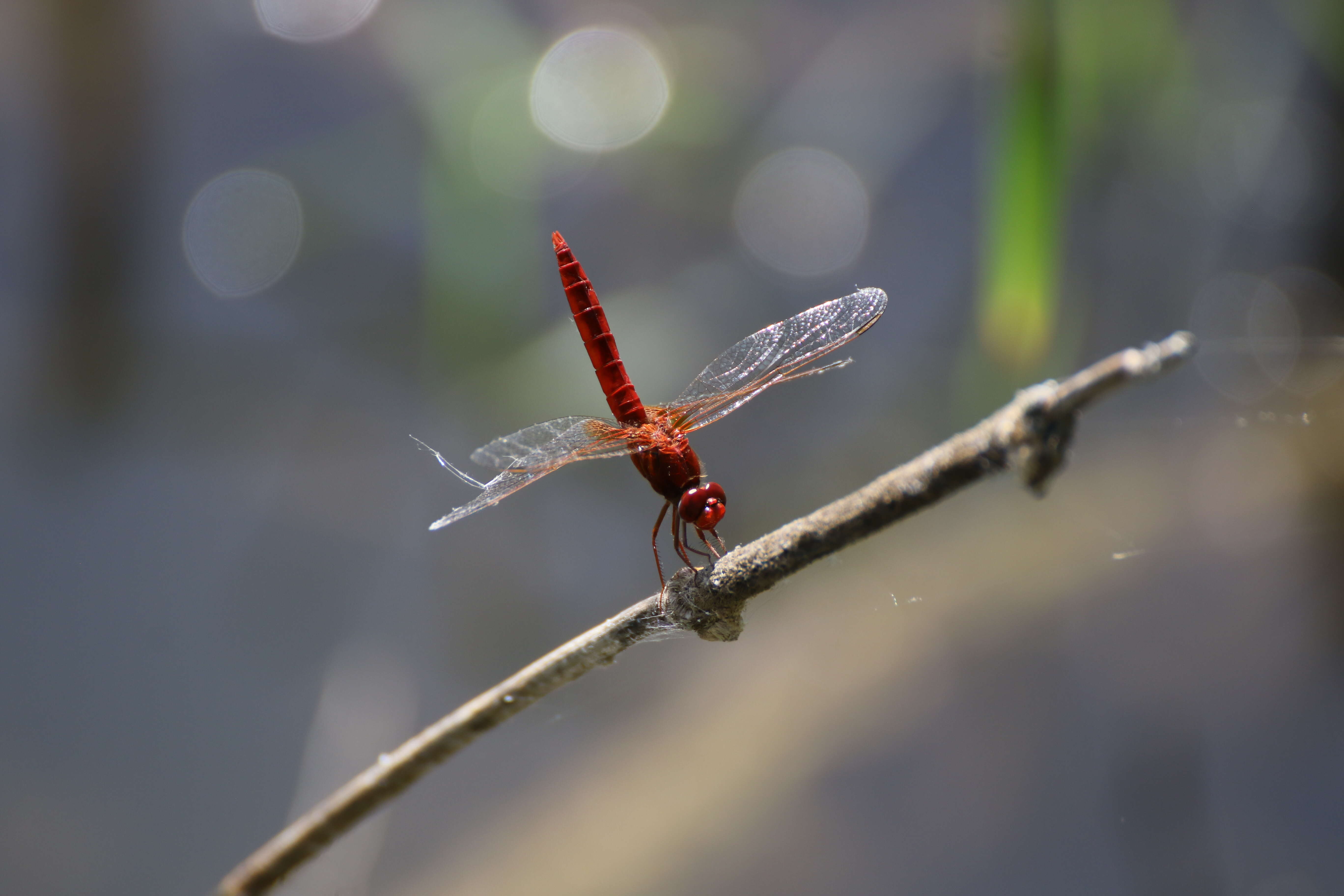 Image of Broad Scarlet