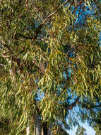 Image of cabbage gum