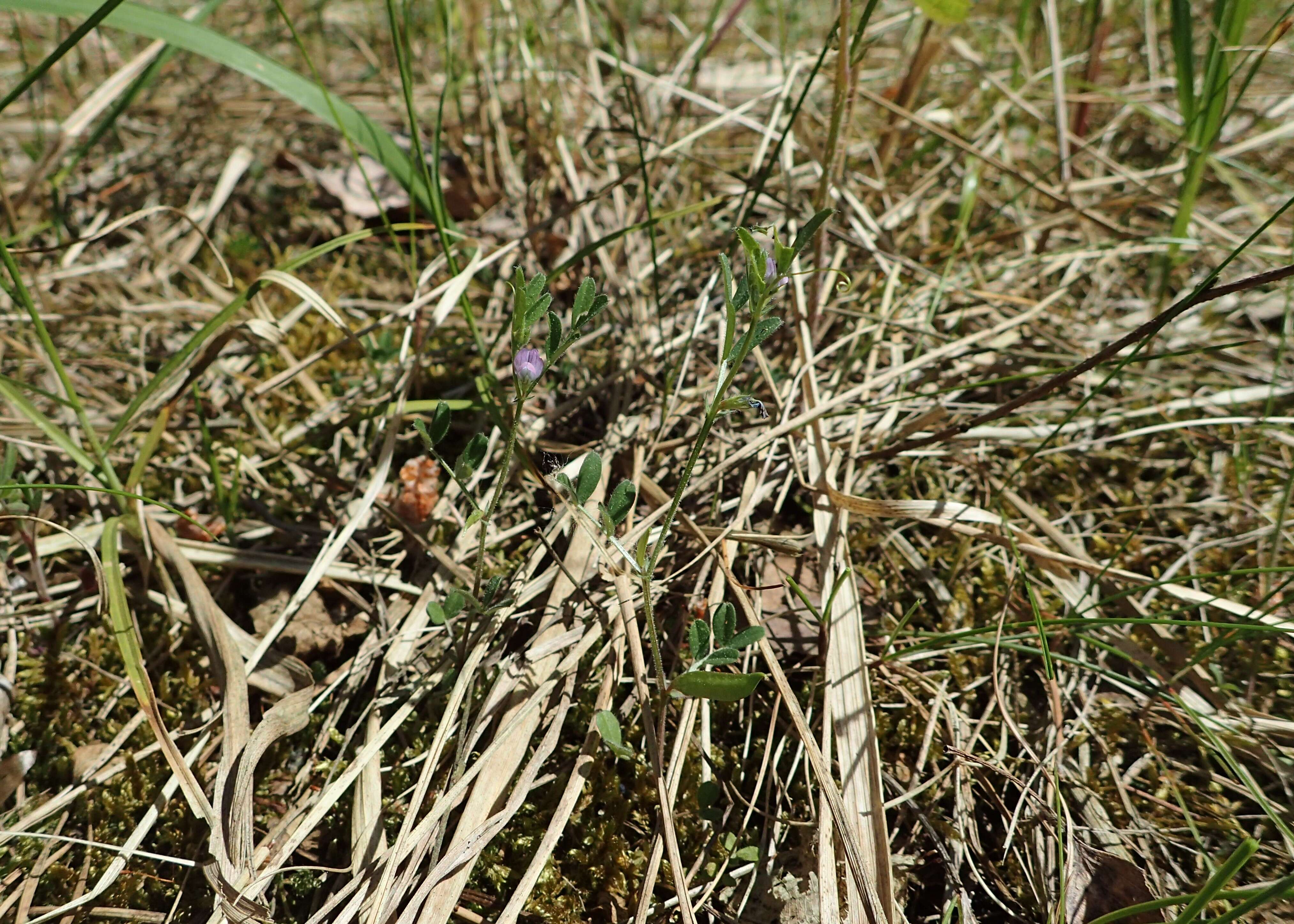 Imagem de Vicia lathyroides L.