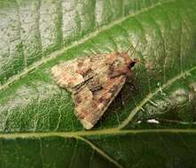 Слика од Oligia fasciuncula Haworth 1809