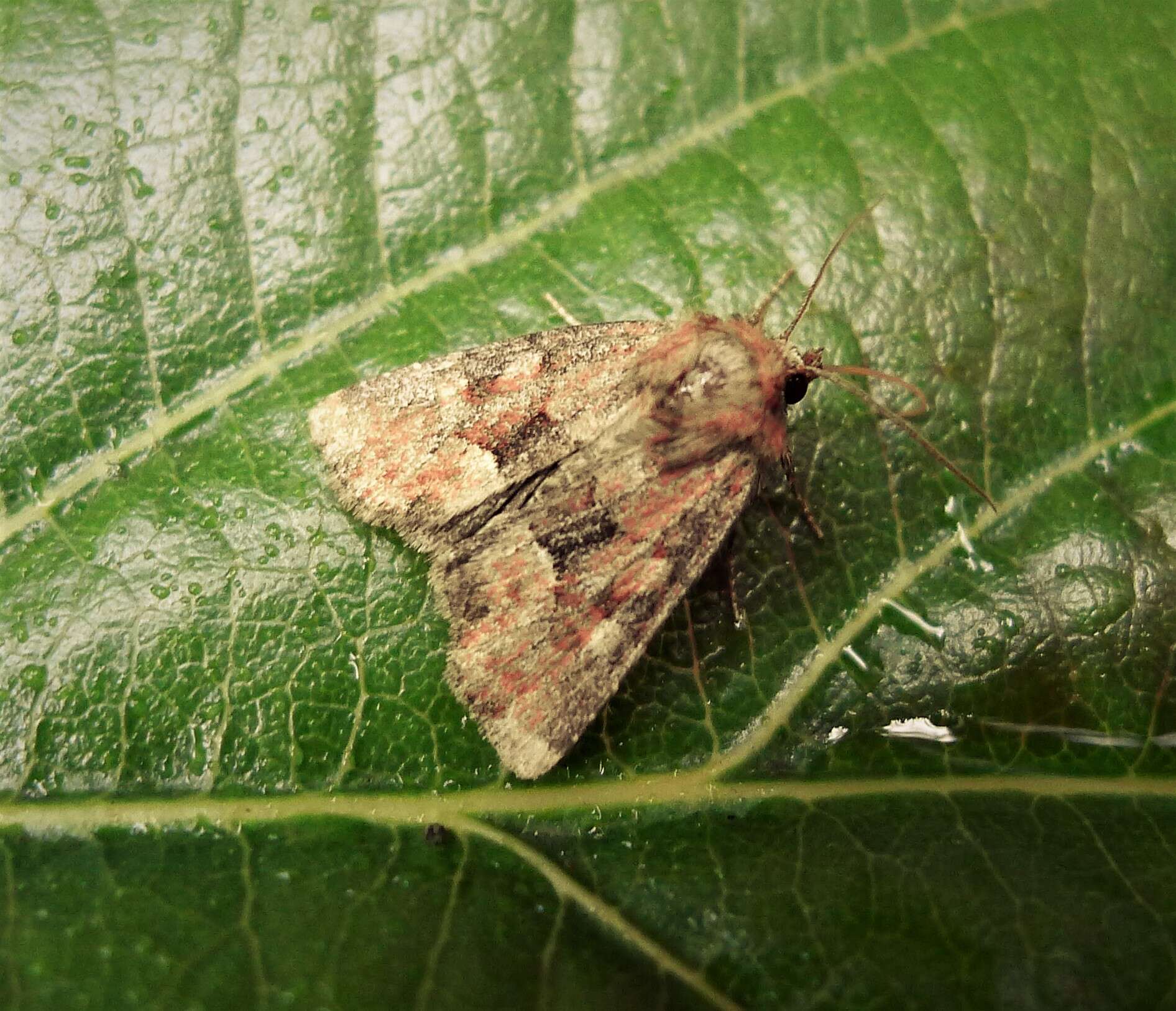 Слика од Oligia fasciuncula Haworth 1809