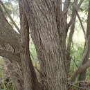 Imagem de Melaleuca squamophloia (Byrnes) L. A. Craven