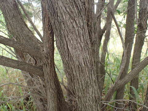 Image of Melaleuca squamophloia (Byrnes) L. A. Craven