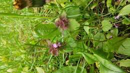 Image of purple archangel