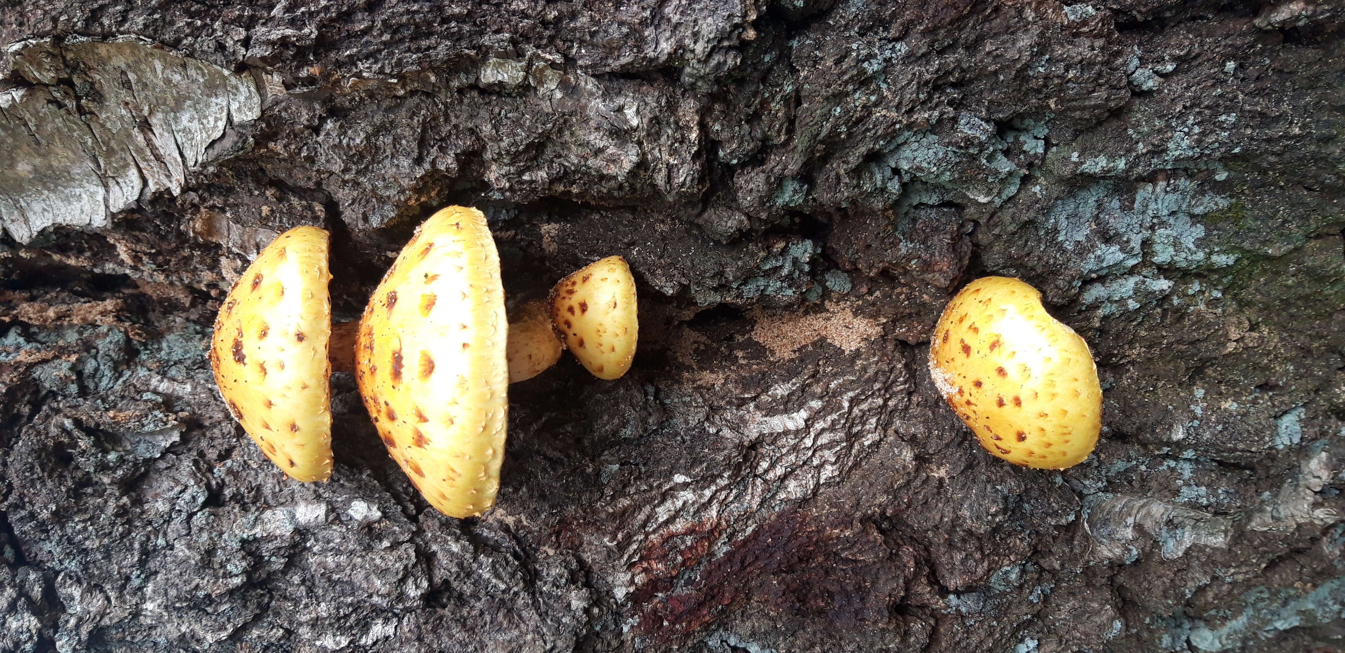 Pholiota aurivella (Batsch) P. Kumm. 1871 resmi