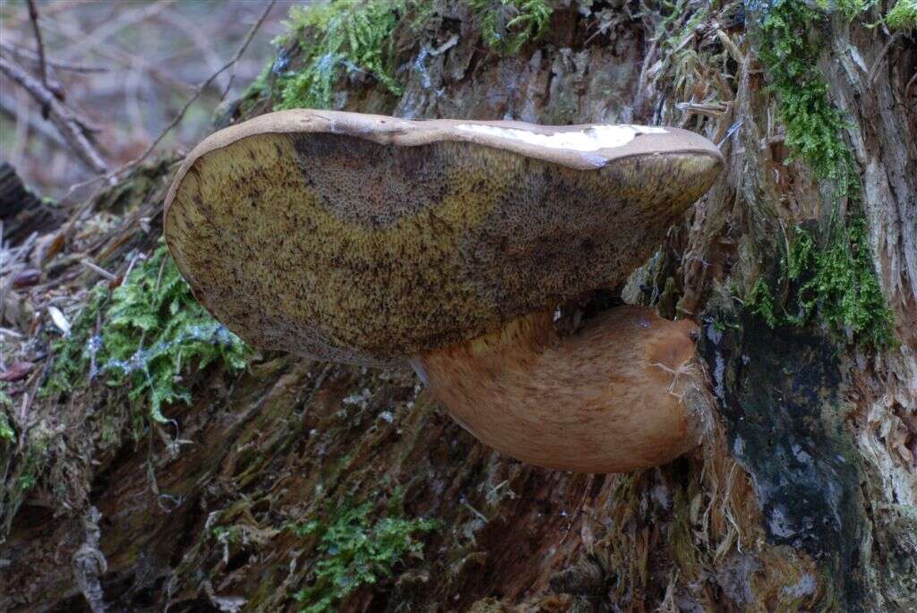 Image of Xerocomellus chrysenteron (Bull.) Šutara 2008