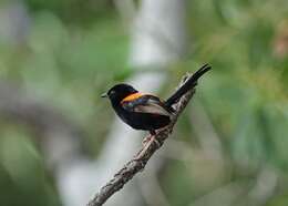 Image of Red-backed Fairy-wren