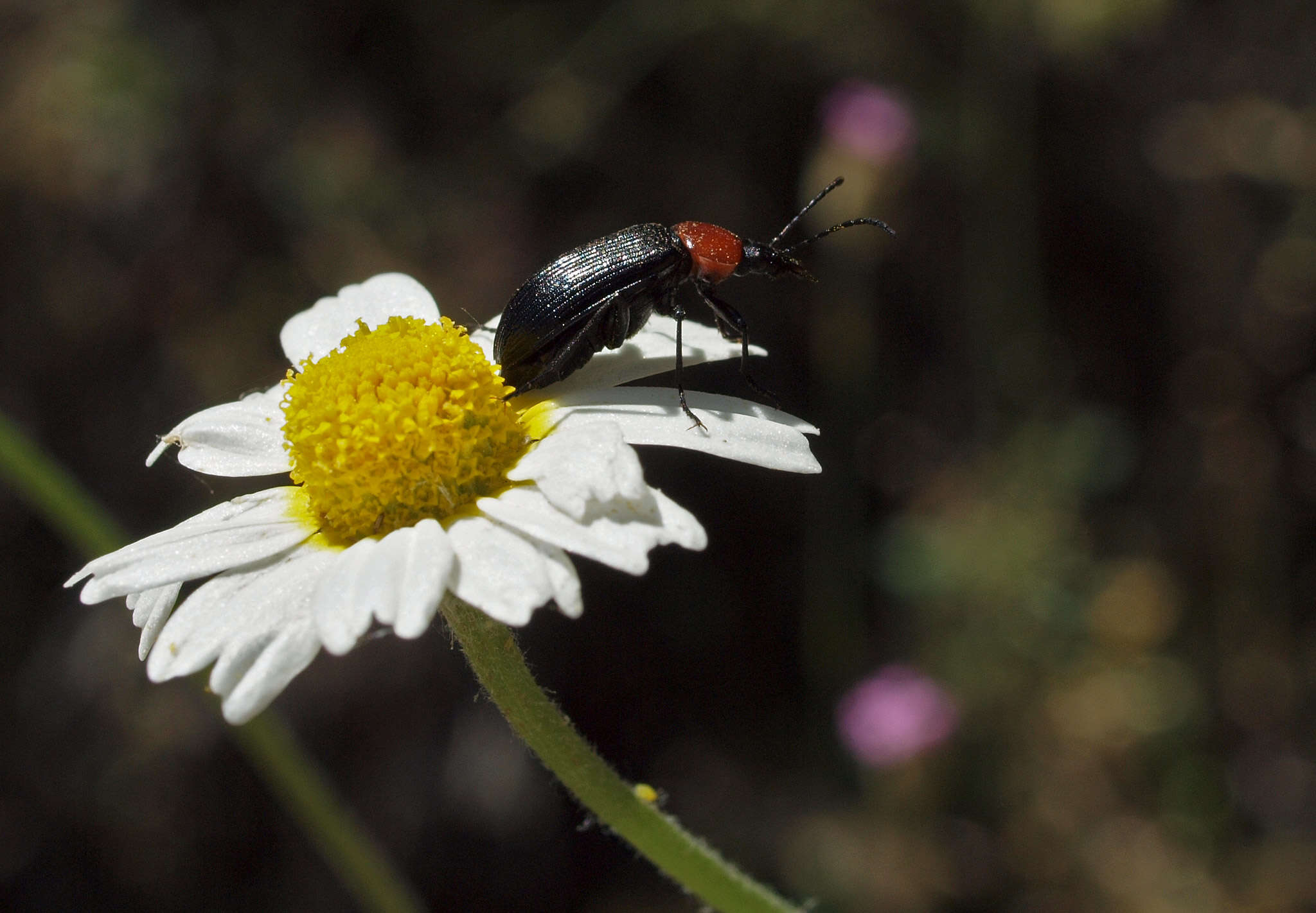 Image of Heliotaurus ruficollis