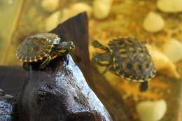 Image of Black-bellied Slider