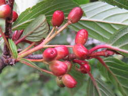 Image of Viburnum erubescens Wall.