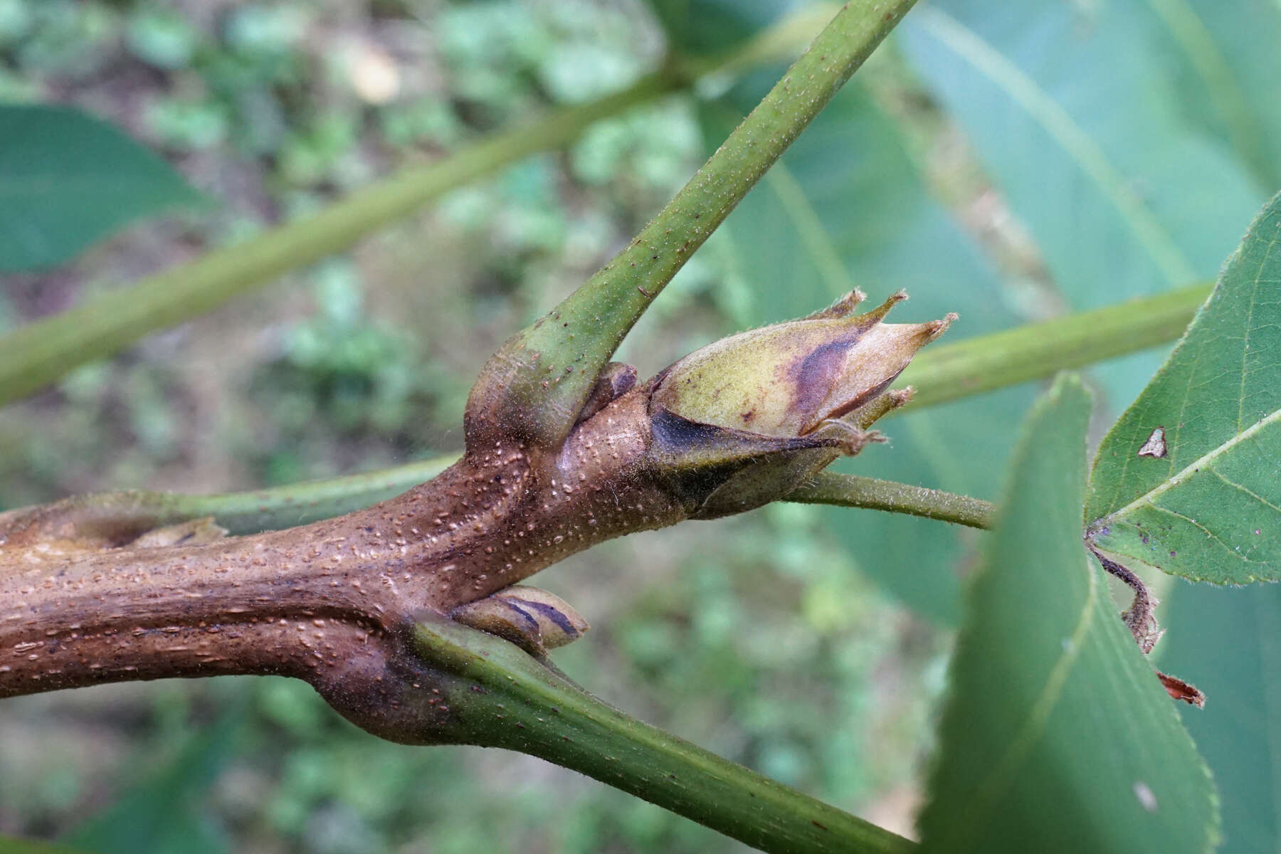 Image of shellbark hickory