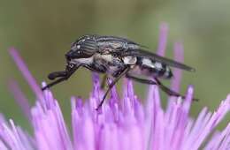 Stomorhina lunata (Fabricius 1805) resmi