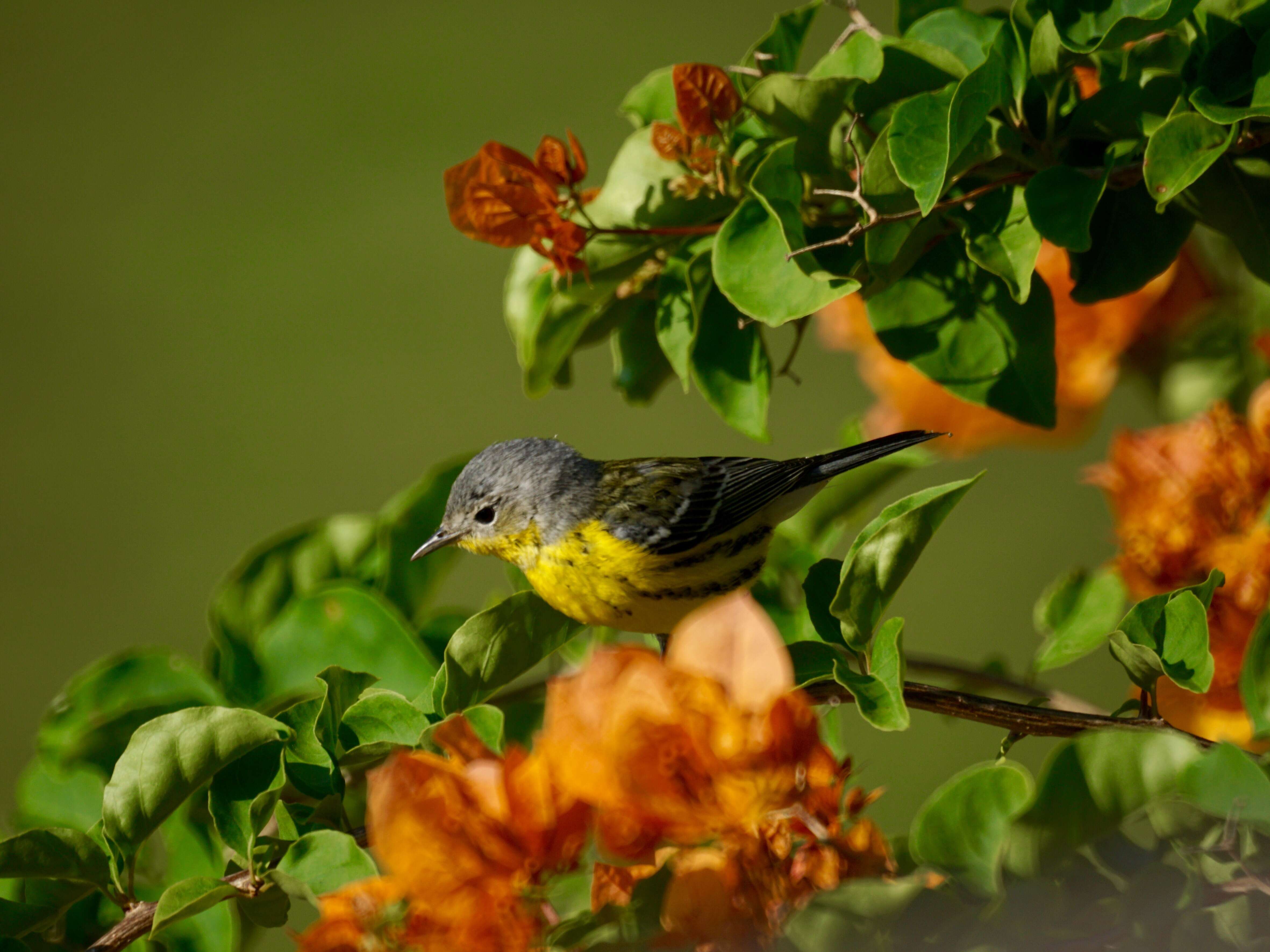 Image of Magnolia Warbler