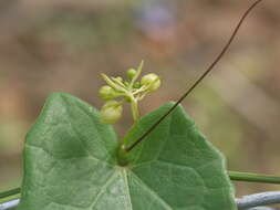 Image of Solena amplexicaulis (Lam.) Gandhi ex Saldanha & Nicolson