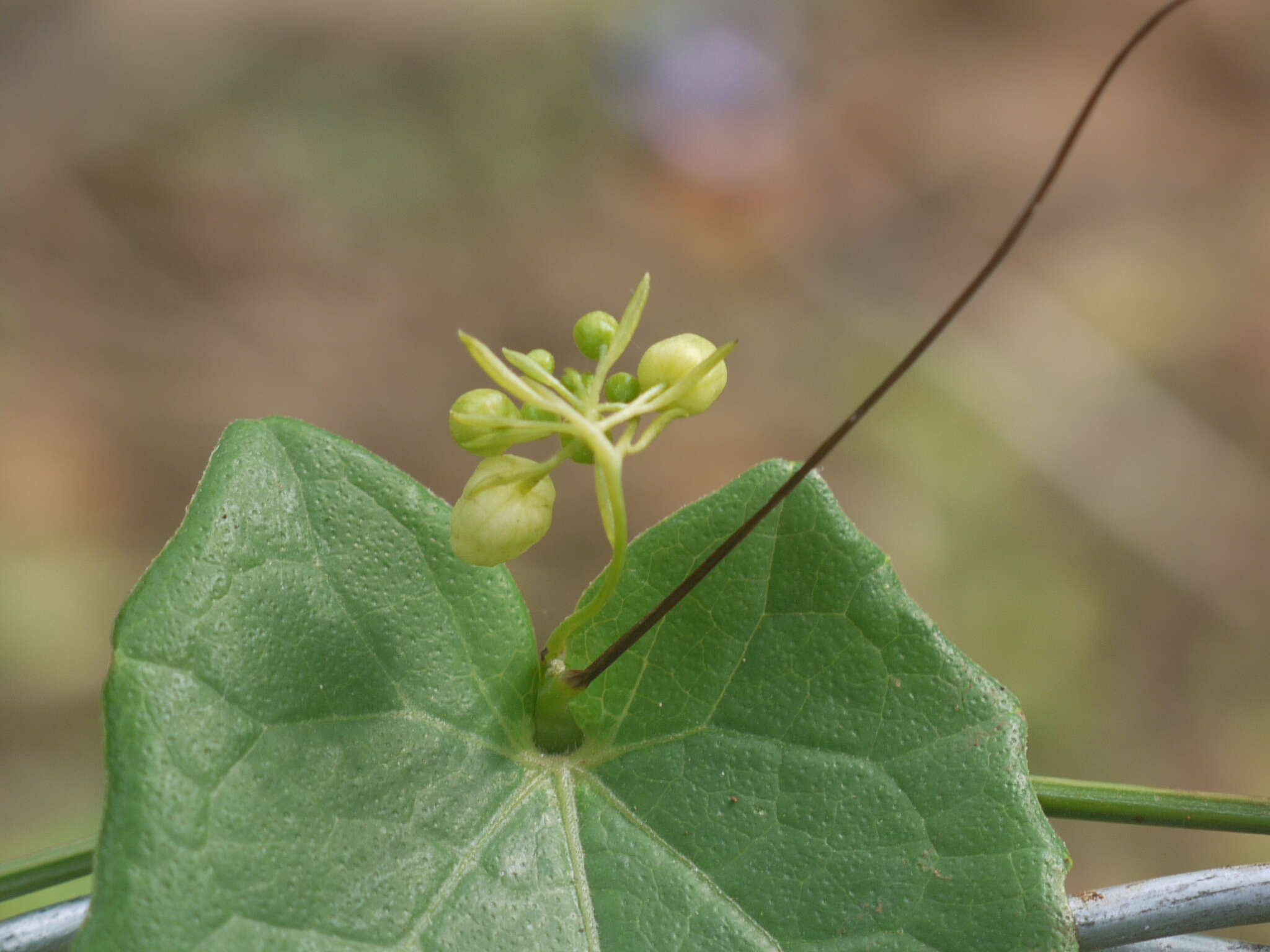 Image of Solena amplexicaulis (Lam.) Gandhi ex Saldanha & Nicolson