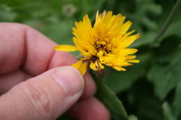 Image of False sowthistle