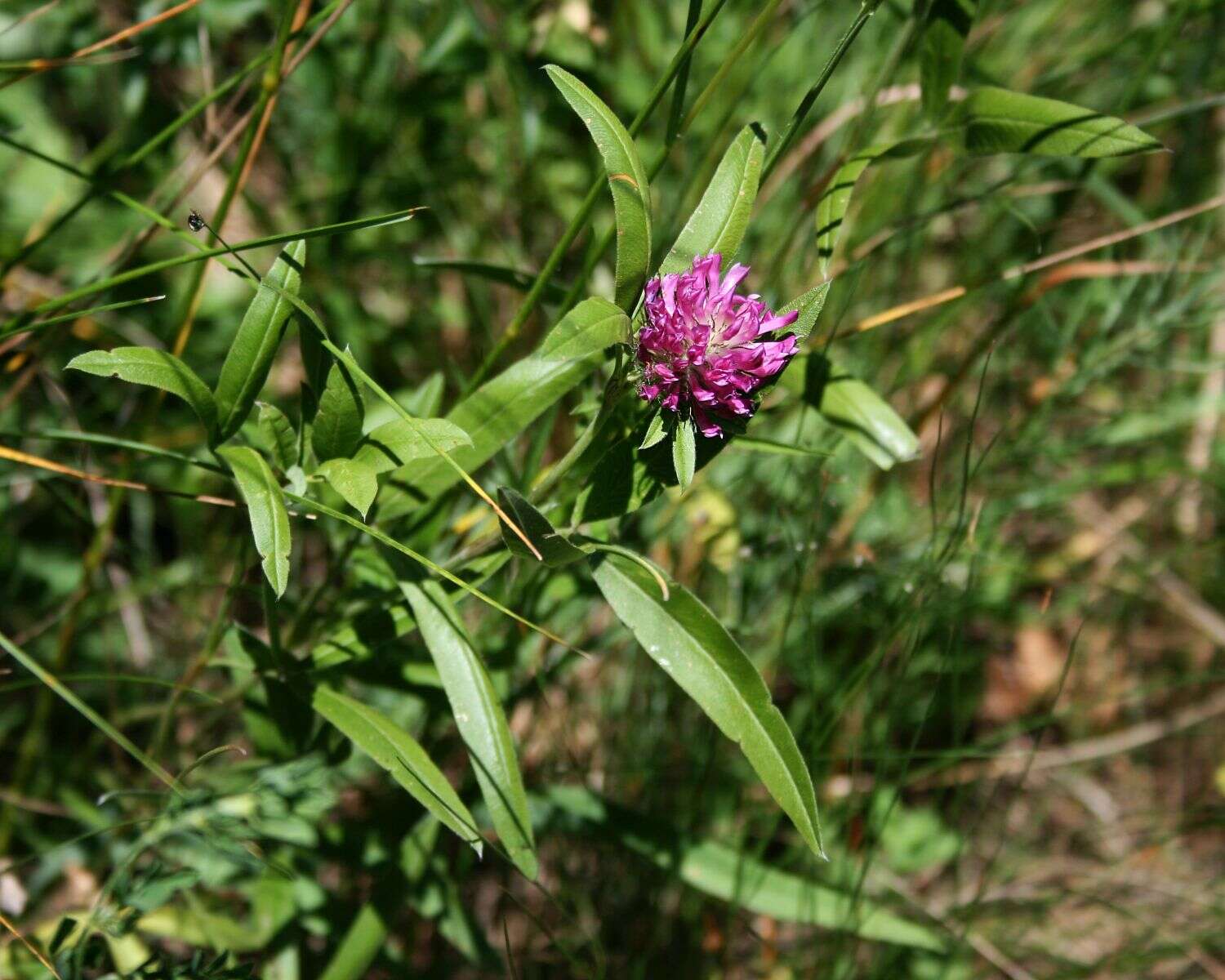 Imagem de Trifolium alpestre L.