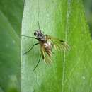 Image of Chrysopilus cristatus