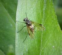 Image of Chrysopilus cristatus