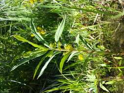 Image of Tufted Loosestrife